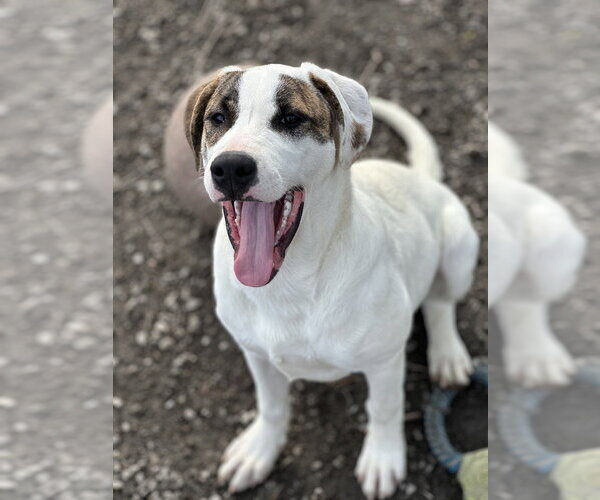 Medium Photo #3 Labrador Retriever-Unknown Mix Puppy For Sale in Elmsford, NY, USA