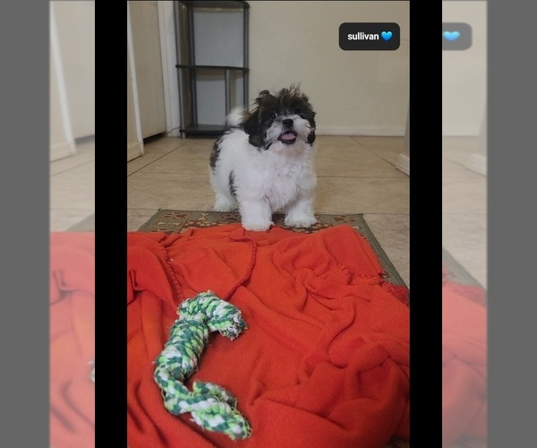 Medium Photo #2 ShihPoo Puppy For Sale in TUCSON, AZ, USA