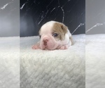 Small Photo #57 Boston Terrier Puppy For Sale in TULARE, CA, USA
