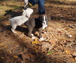 Puppy Blake Boxer