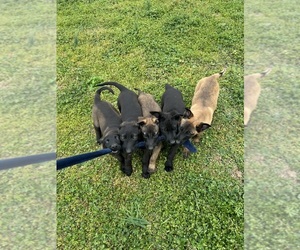 Belgian Malinois Puppy for Sale in BETHEL, North Carolina USA