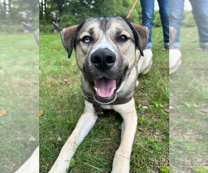 Cargo - Male Siberian Husky-Unknown Mix Dog for Adoption - Photo #3