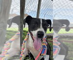 Small #1 Labrador Retriever Mix