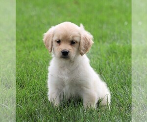 Golden Retriever Puppy for sale in FREDERICKSBG, OH, USA
