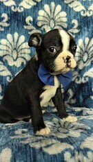 Medium Boston Terrier