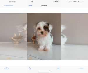 Morkie Puppy for sale in FORT WORTH, TX, USA