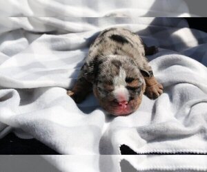 English Bulldog Puppy for sale in INDIAN RIVER SHORES, FL, USA