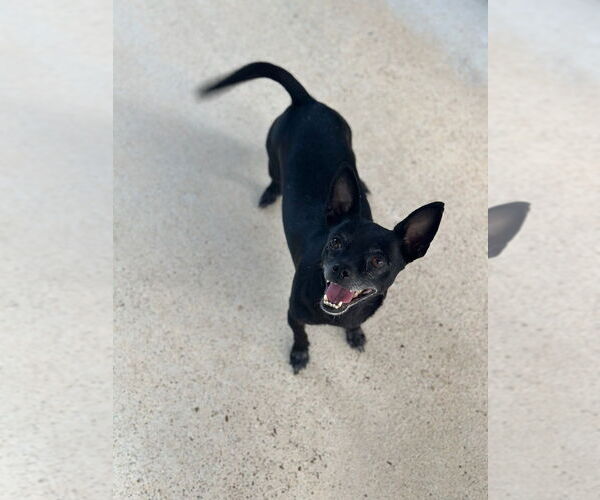 Medium Photo #3 Chihuahua Puppy For Sale in Oak Bluffs, MA, USA