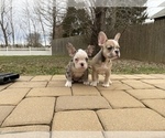 Small Photo #12 French Bulldog Puppy For Sale in KENDALL PARK, NJ, USA