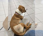 Small #13 Treeing Walker Coonhound Mix