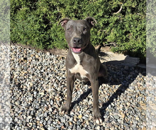 Medium Photo #2 American Staffordshire Terrier Puppy For Sale in Albuquerque, NM, USA