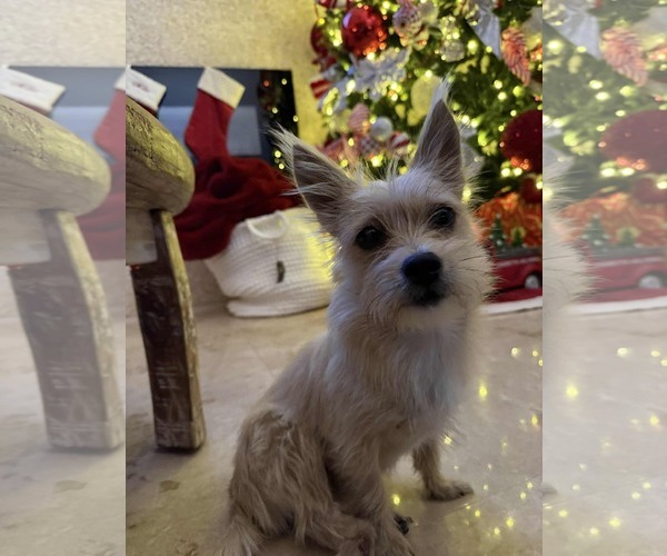 Medium Photo #1 Pomeranian-Unknown Mix Puppy For Sale in Princeton, MN, USA