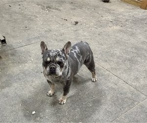 French Bulldog Puppy for sale in NEWTON, NJ, USA