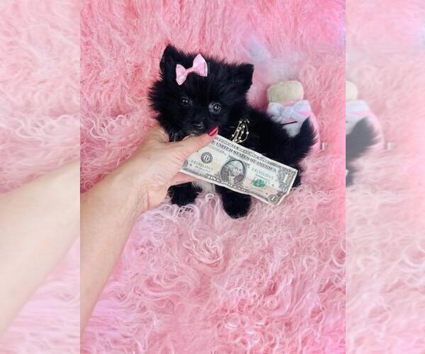 Medium Photo #13 Pomeranian Puppy For Sale in BOSTON, MA, USA