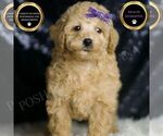 Puppy Paris Poodle (Toy)