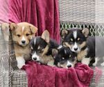 Small #1 Pembroke Welsh Corgi