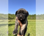 Puppy Buttercup Mastiff