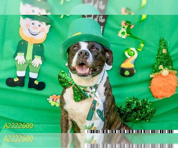Medium Photo #2 American Bulldog Puppy For Sale in West Palm Beach, FL, USA