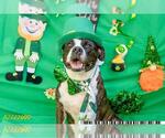 Small #1 American Bulldog