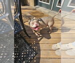 Small #11 American Pit Bull Terrier Mix