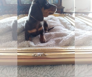 Dachshund Puppy for sale in DANVILLE, VA, USA