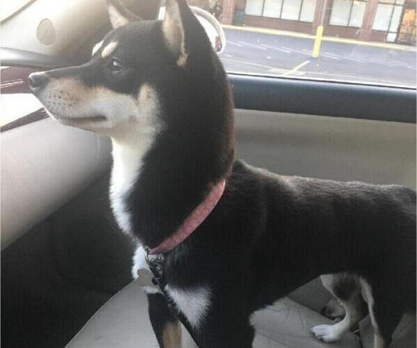 Medium Photo #1 Shiba Inu Puppy For Sale in EAST GREENBUSH, NY, USA