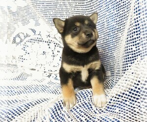 Shiba Inu Puppy for sale in GROVESPRING, MO, USA