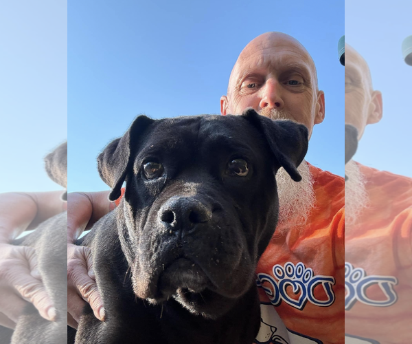 Medium Photo #4 Bulldog Puppy For Sale in Thomasville, NC, USA