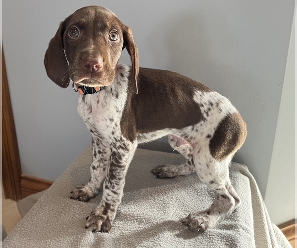 Medium Photo #1 German Shorthaired Pointer Puppy For Sale in FAIRLAND, IN, USA