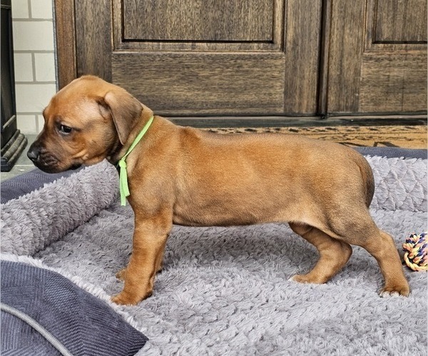 Medium Photo #24 Rhodesian Ridgeback Puppy For Sale in BUMPASS, VA, USA