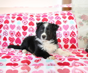 Border Collie Puppy for sale in SHILOH, OH, USA