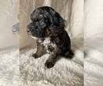 Small Photo #4 Poodle (Miniature) Puppy For Sale in APPLE CREEK, OH, USA