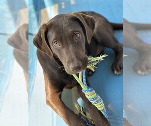 Labrador Retriever-Mountain Cur Mix Dogs for adoption in Boston, MA, USA