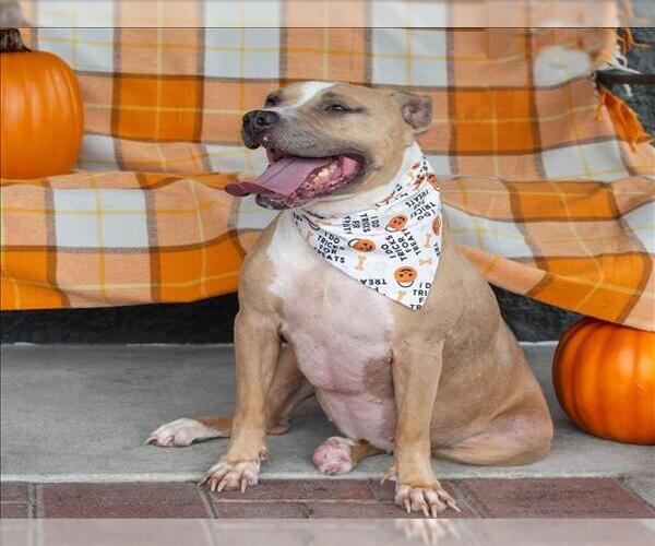 Medium Photo #2 Mutt Puppy For Sale in Conroe, TX, USA