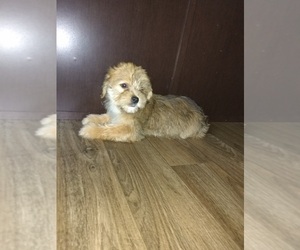 Maltese Puppy for sale in LAPEER, MI, USA