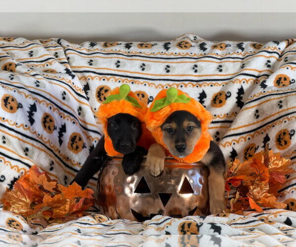 Medium Photo #3 German Shepherd Dog-Unknown Mix Puppy For Sale in San Bernardino , CA, USA