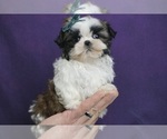 Small Photo #22 Shih Tzu Puppy For Sale in WARSAW, IN, USA