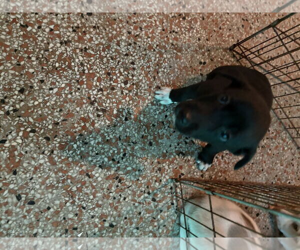 Medium Photo #5 Siberian Husky-Unknown Mix Puppy For Sale in Sanford, FL, USA