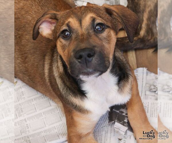 Medium Photo #6 Mutt Puppy For Sale in Washington, DC, USA
