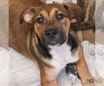 Small #5 Mutt