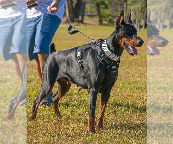 Medium Photo #15 Doberman Pinscher Puppy For Sale in FORT LAUDERDALE, FL, USA