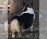 Small #4 Pembroke Welsh Corgi
