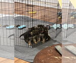 Small Photo #2 German Shepherd Dog Puppy For Sale in Centreville, VA, USA