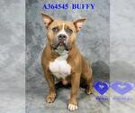 Small #1 American Bulldog