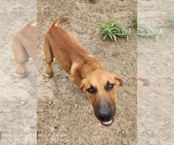 Medium Photo #4 Catahoula Leopard Dog Puppy For Sale in CUMBY, TX, USA