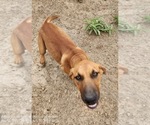 Small #3 Catahoula Leopard Dog