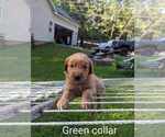 Small Photo #16 Golden Retriever Puppy For Sale in RAEFORD, NC, USA