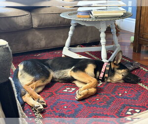 Tioga OAS - Female German Shepherd Dog Dog for Adoption - Photo #5