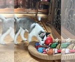 Small #2 Pomsky
