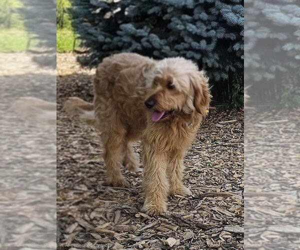 Medium Photo #2 Golden Retriever Puppy For Sale in Bloomingdale, NJ, USA